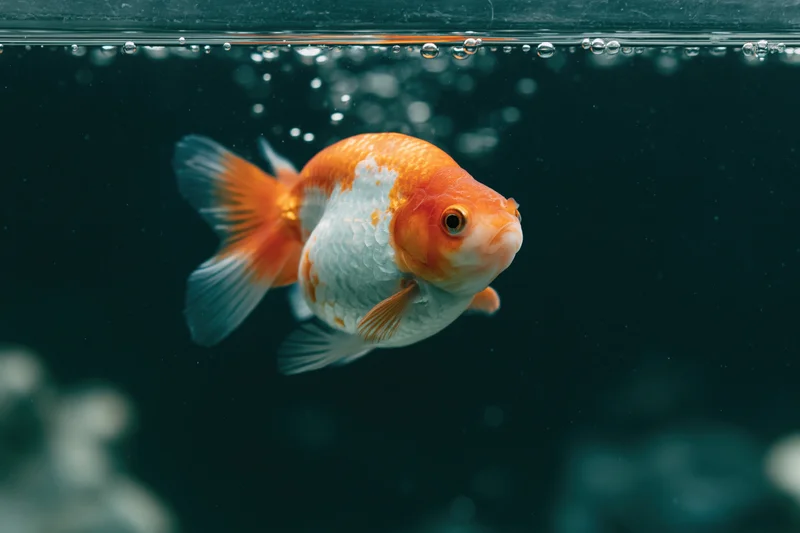 Orange-and-white fancy goldfish swimming near water surface in dark aquarium