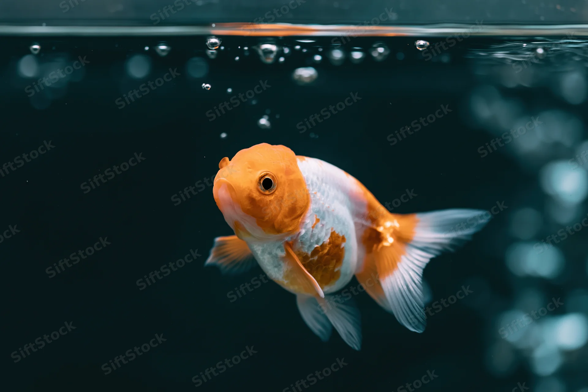 Orange-and-white fancy goldfish swimming near water surface in dark aquarium