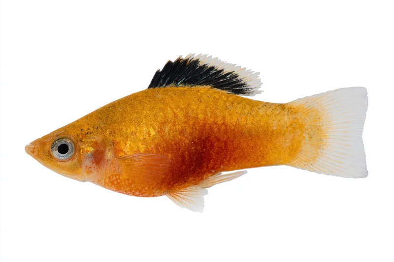 Orange platy fish in side profile against white background