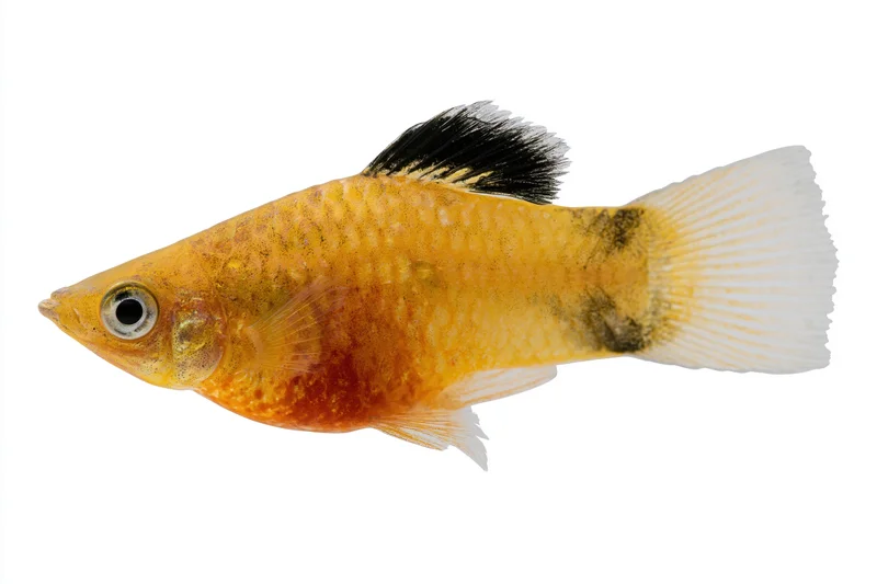 Orange and yellow platy fish with black dorsal fin suspended against white background