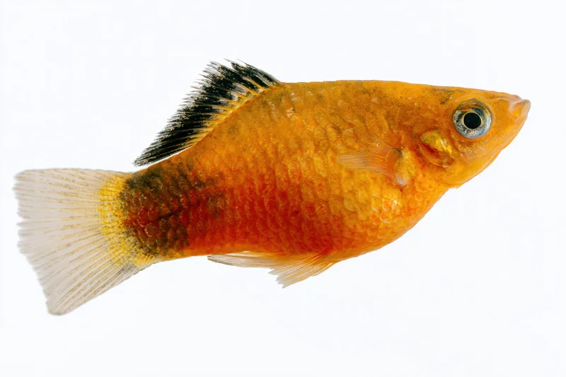Orange platy fish suspended against a pure white background