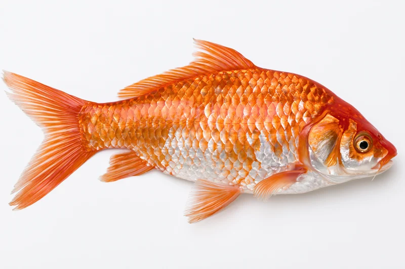 Orange and white carp fish in lateral profile on white background