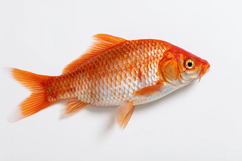 Goldfish in lateral profile against white background