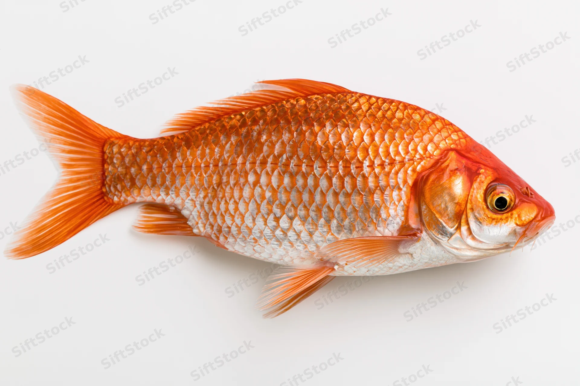 Red carp fish in lateral profile on white background