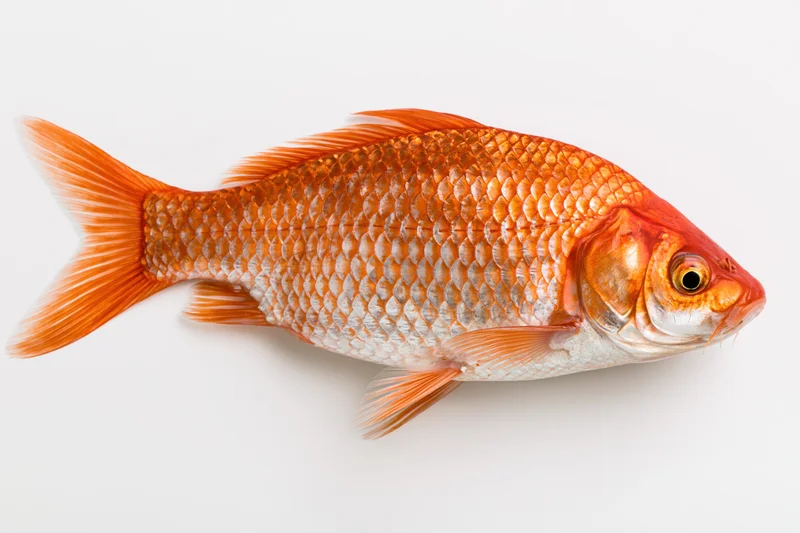 Red carp fish in lateral profile on white background