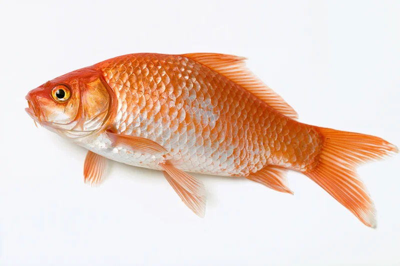Red carp fish in lateral profile isolated on white background