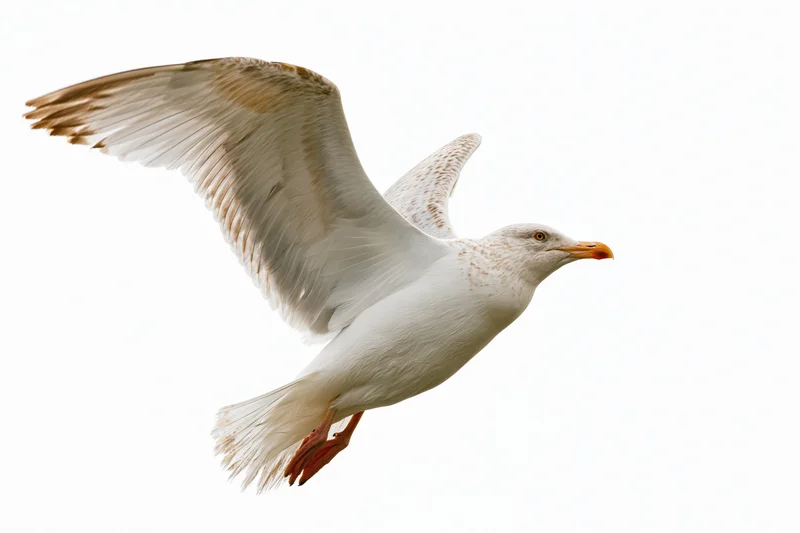 Seagull in mid-flight with wings fully spread isolated on white background