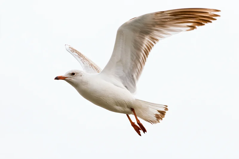 Seagull in mid-flight with wings fully spread against a white background