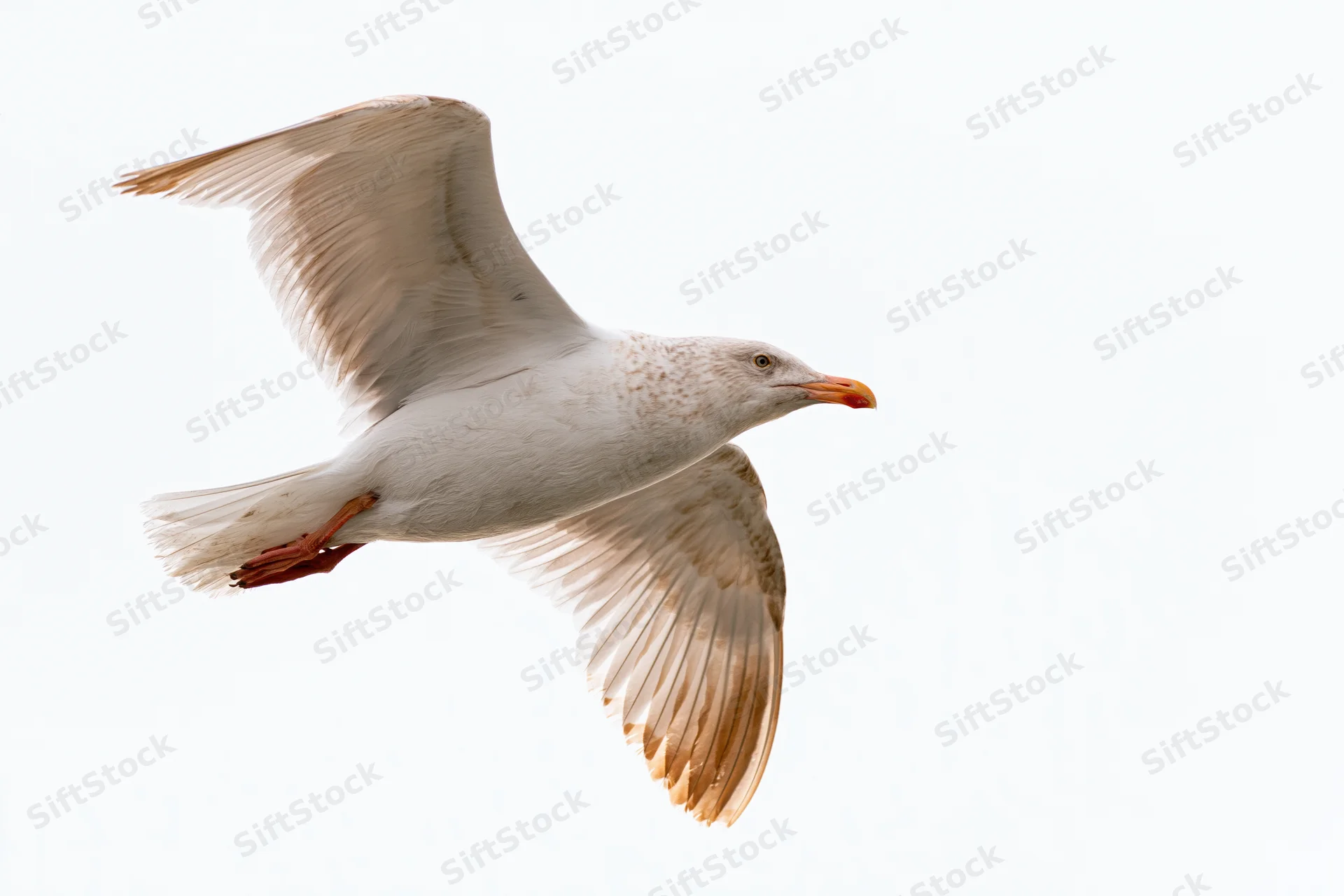 Seagull in mid-flight with wings fully spread against a white background