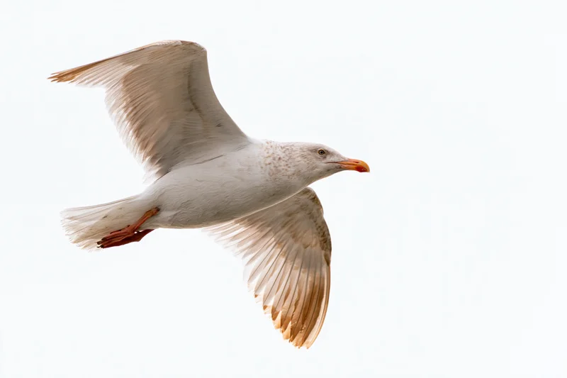 Seagull in mid-flight with wings fully spread against a white background