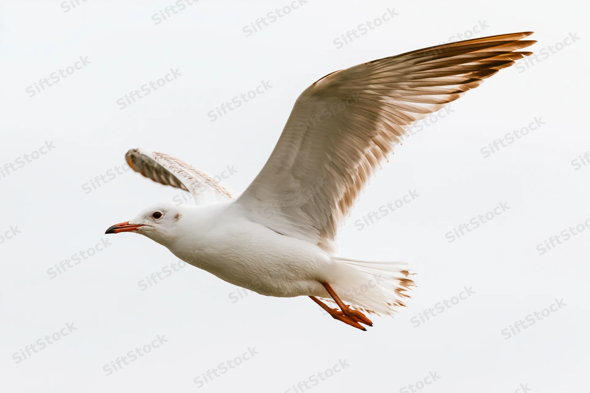 Seagull in mid-flight with wings fully spread against a plain sky