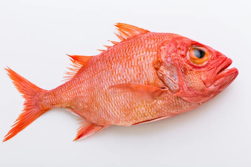 Whole red bigeye fish lying on its side on a white background