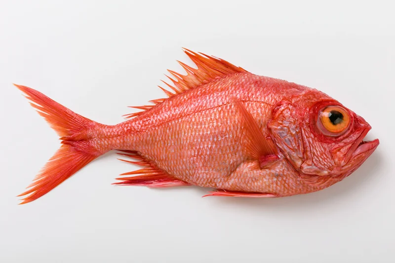 Whole red bigeye fish lying on its side on a white surface