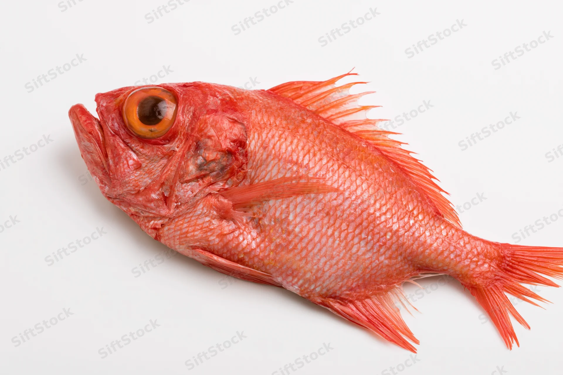 Whole red bigeye fish lying on its side on white background