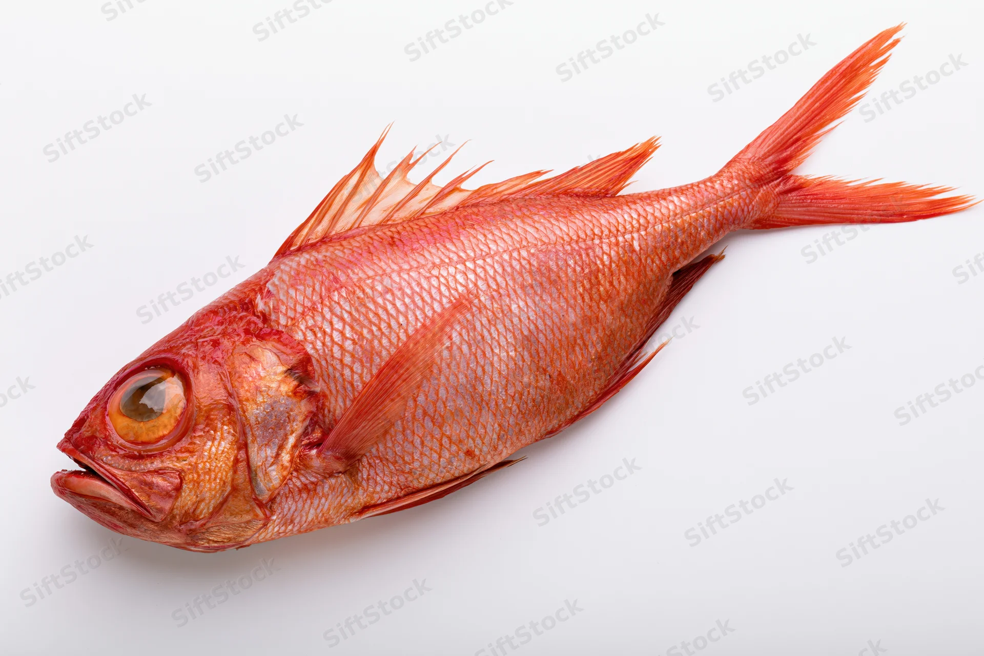 Whole red bigeye fish lying on its side on a white surface