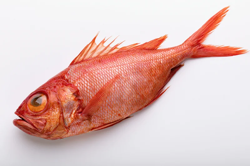 Whole red bigeye fish lying on its side on a white surface