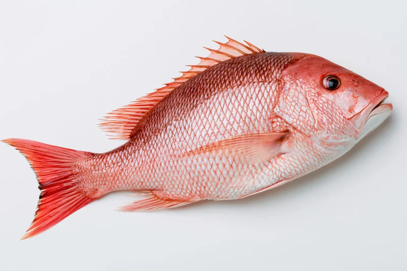 Whole red snapper fish in profile on white background