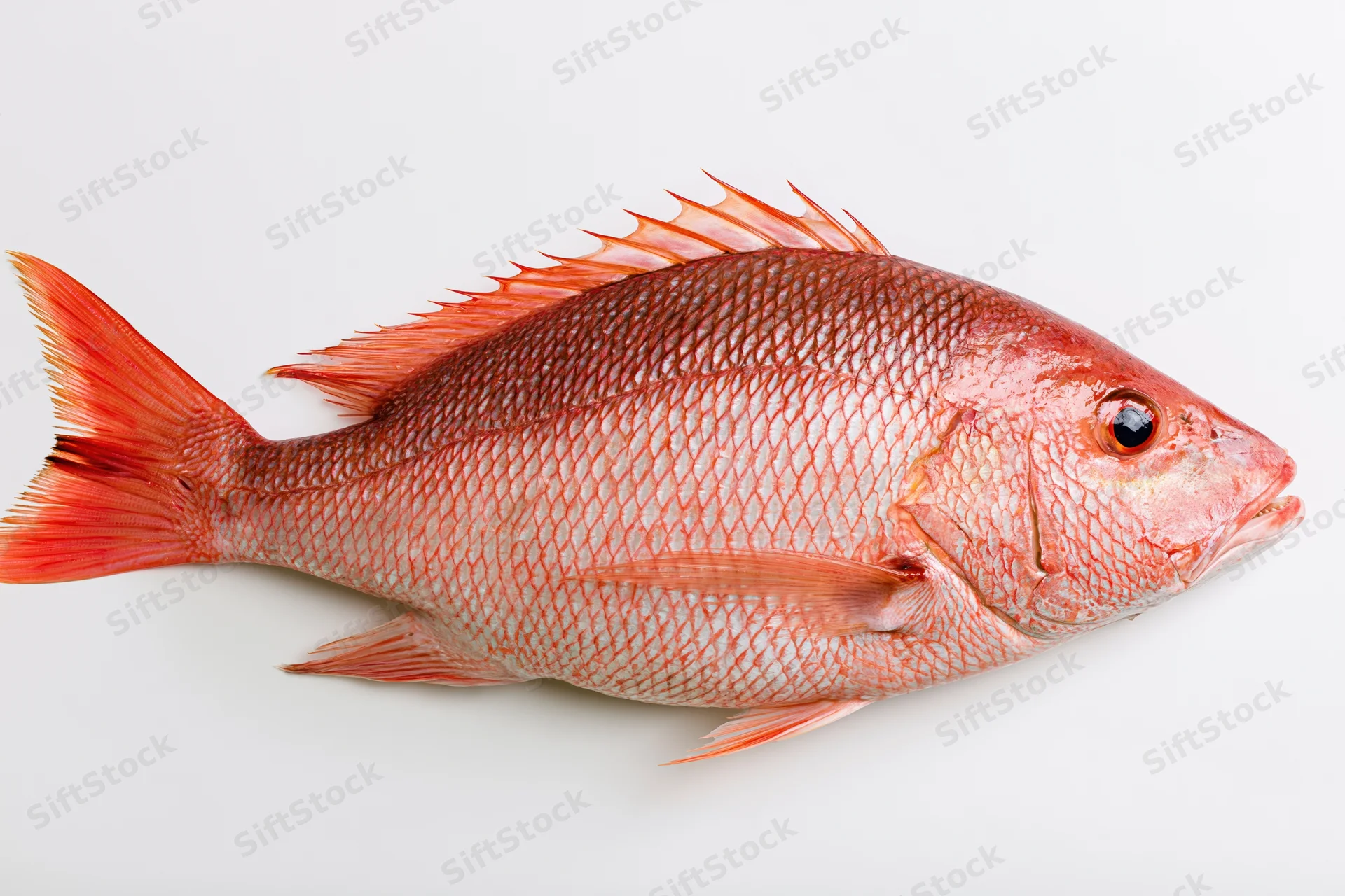 Whole red snapper fish in profile on white background