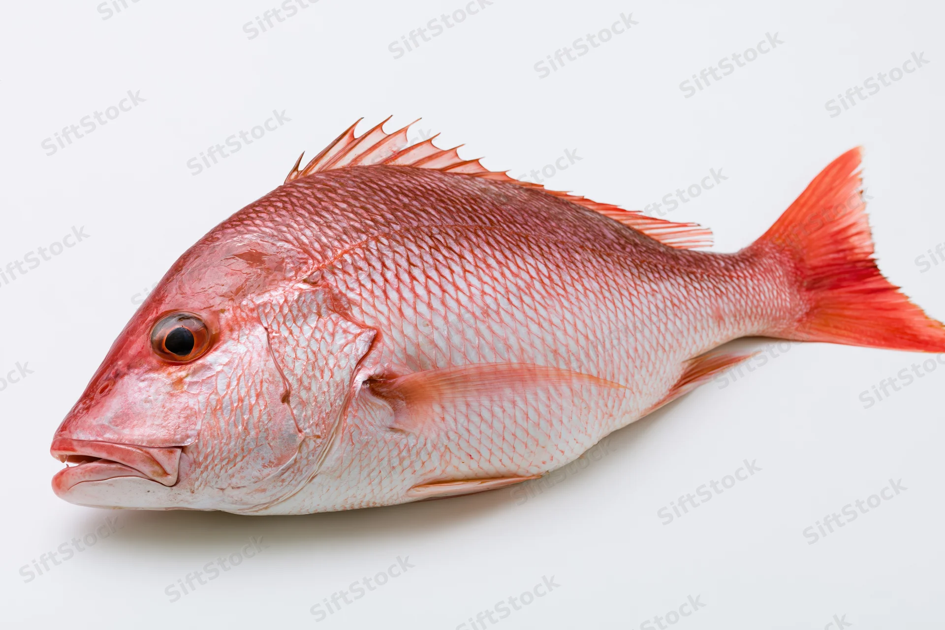 Whole red snapper fish in profile on white background