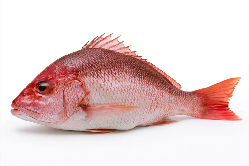 Whole red snapper fish in profile on white background
