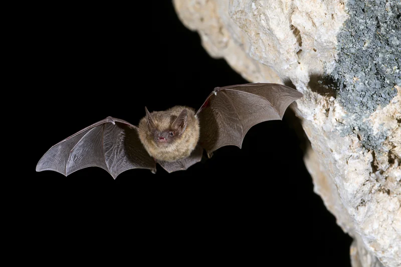 Small brown bat in mid-flight with wings extended near a rocky cave entrance