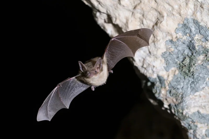 Small brown bat in mid-flight with wings extended near cave entrance