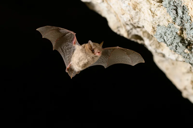 Small brown bat in mid-flight with wings extended near cave entrance