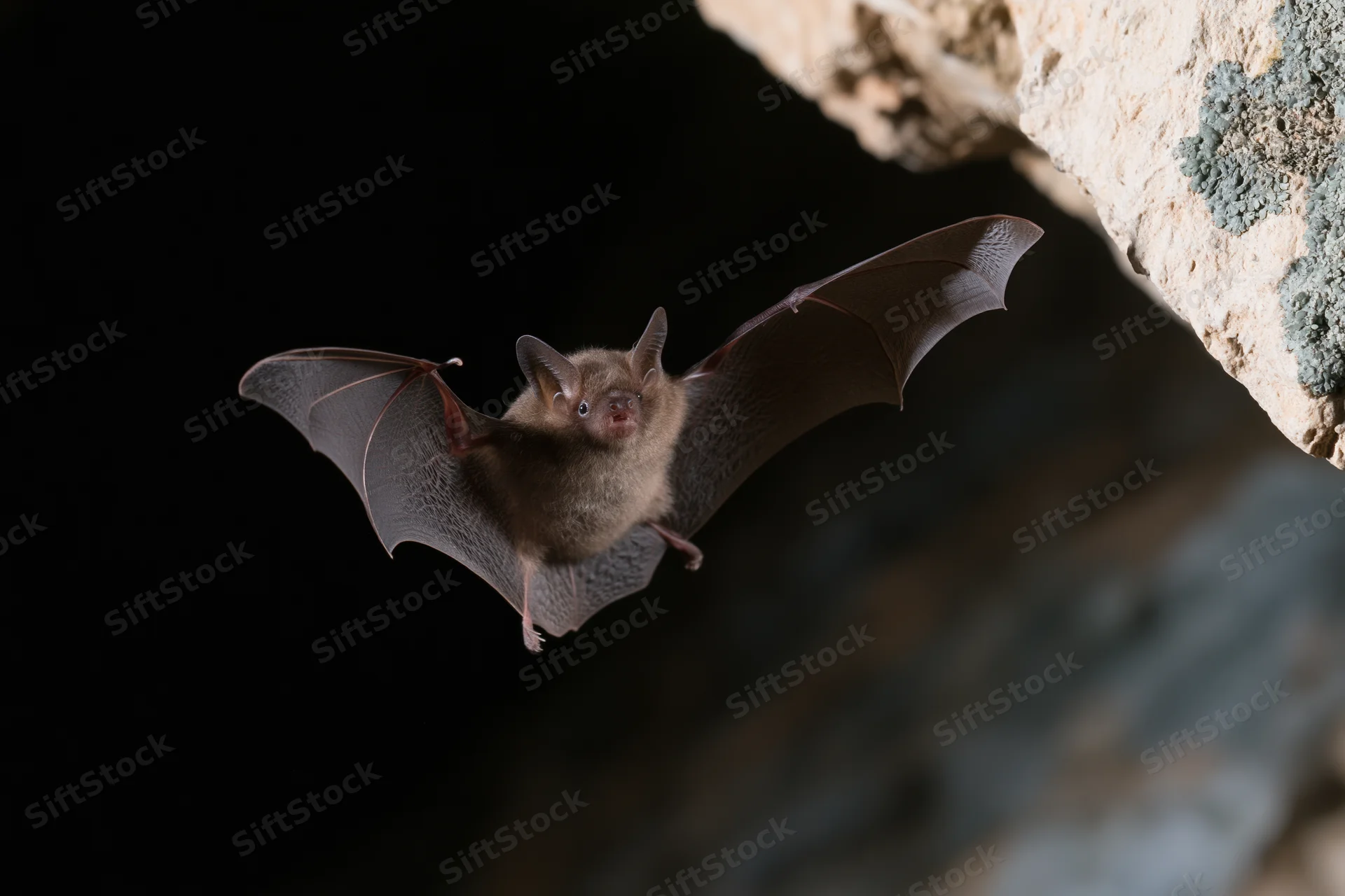 Small brown bat in mid-flight with wings extended near cave entrance