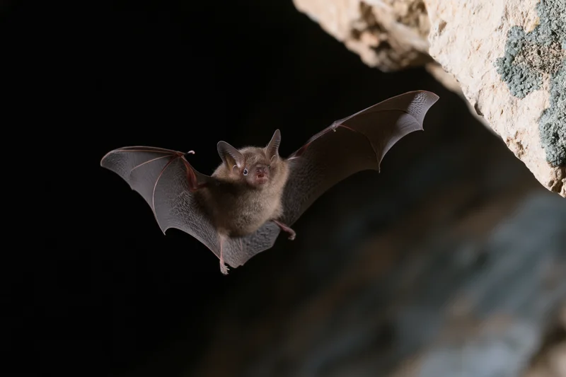 Small brown bat in mid-flight with wings extended near cave entrance