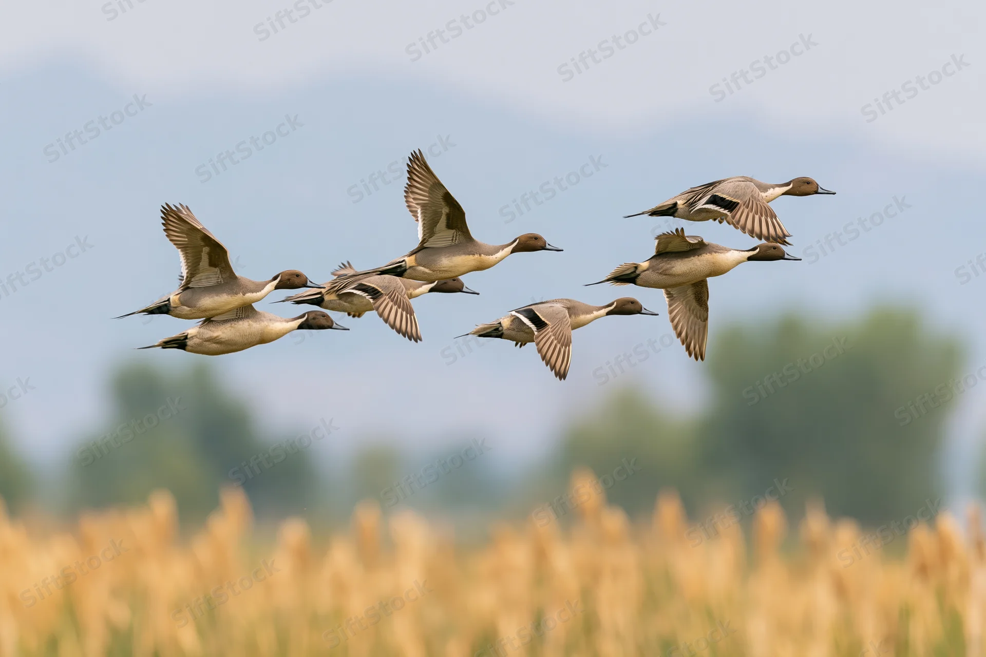 Northern pintail ducks in flight over a golden reed field