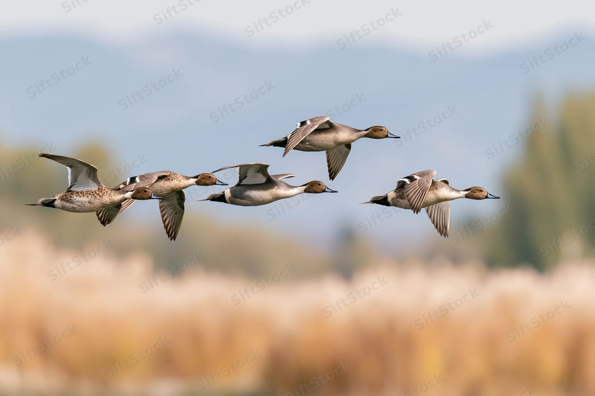 Northern pintail ducks flying in formation over a marshy field with blurred reeds and distant mountains