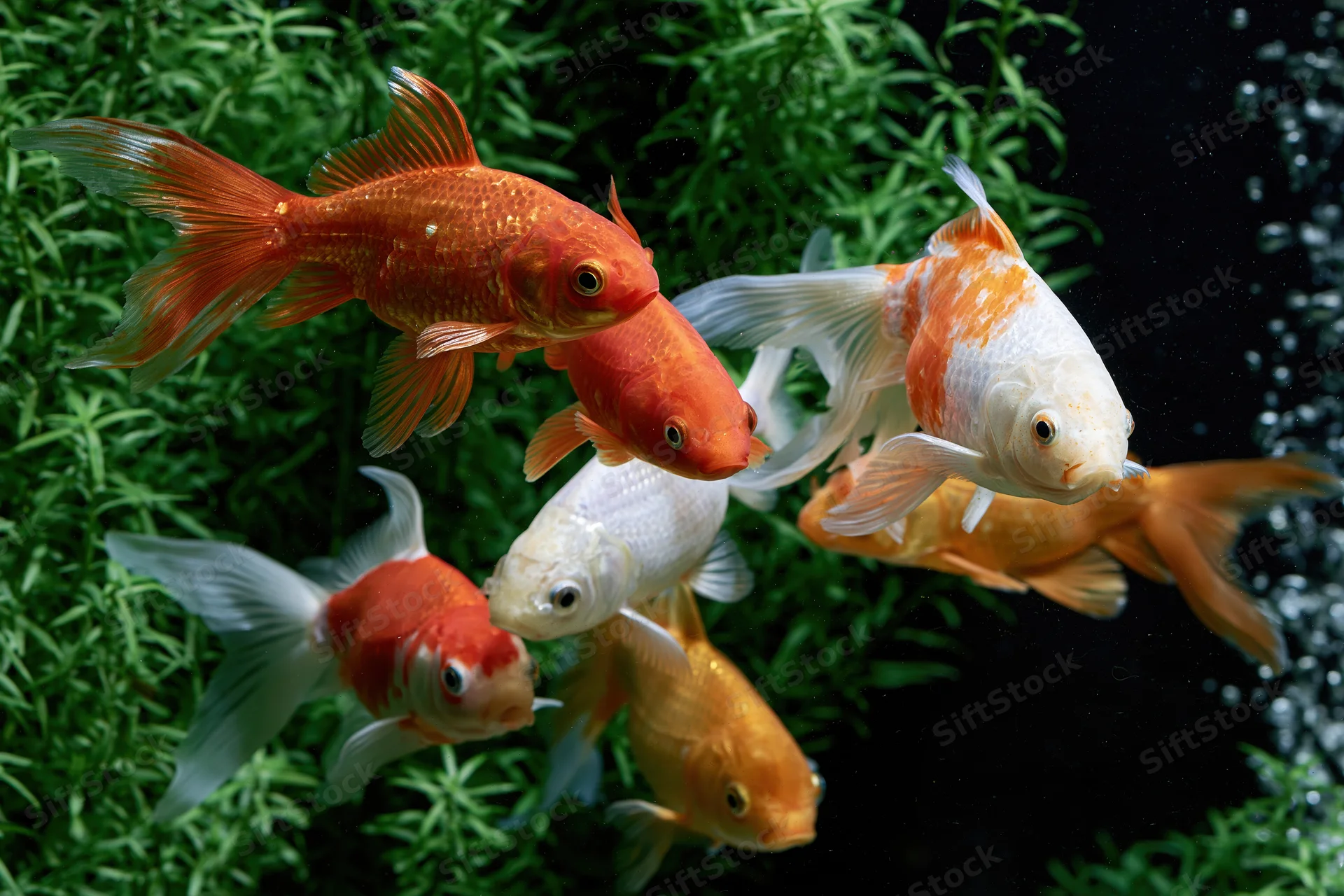 Goldfish and koi swimming together in a planted aquarium tank