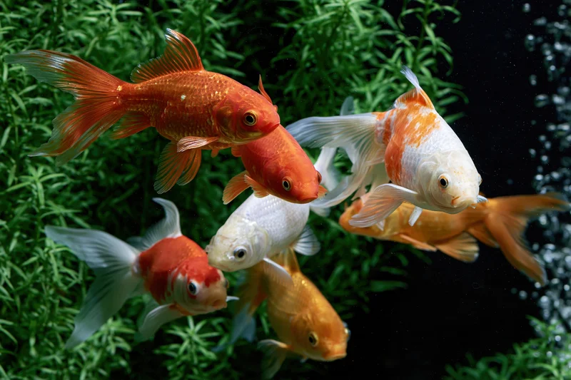 Goldfish and koi swimming together in a planted aquarium tank