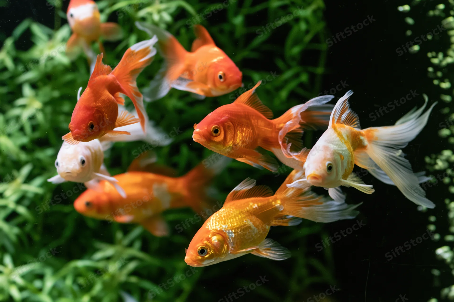 Goldfish and koi swimming together in a planted aquarium tank