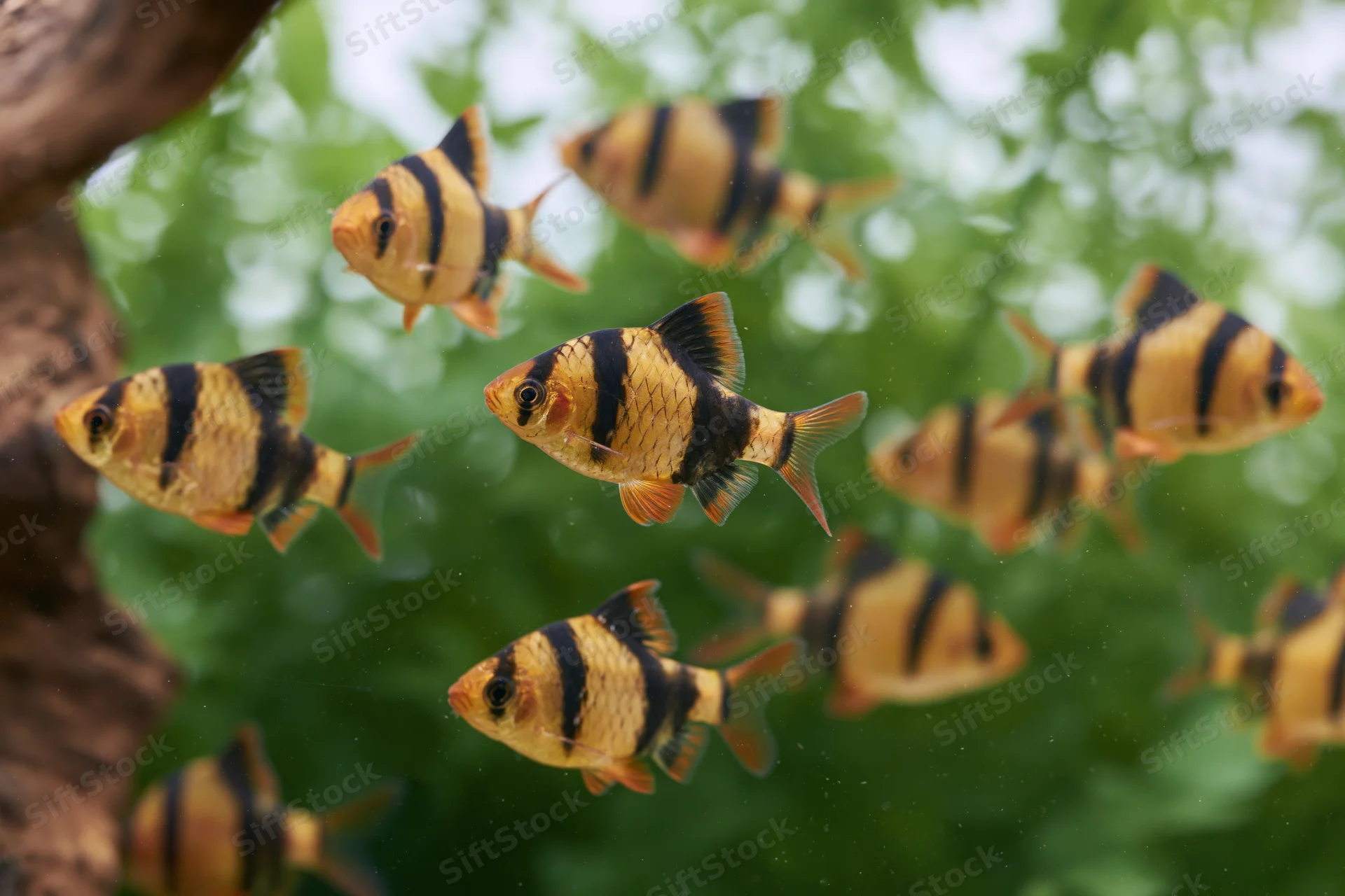 Tiger barb fish swimming mid-water in a planted aquarium tank