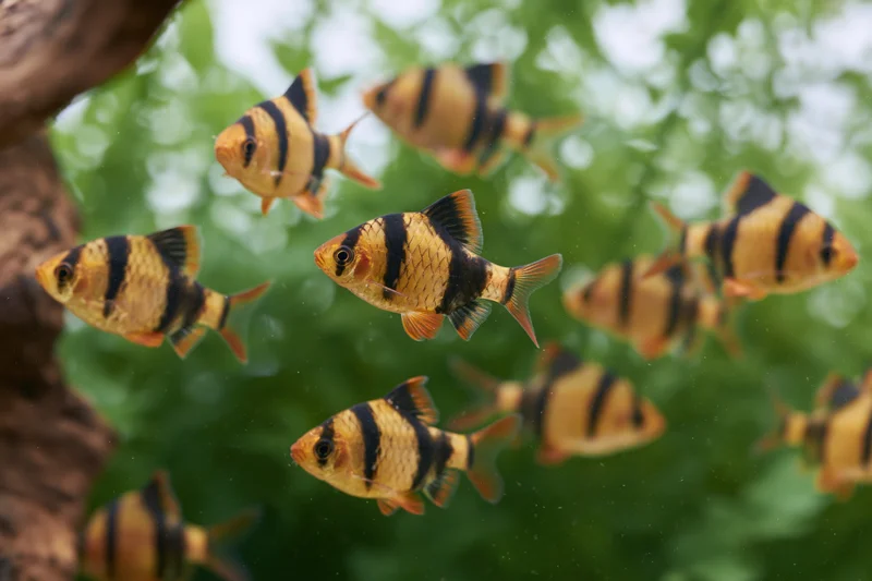 Tiger barb fish swimming mid-water in a planted aquarium tank
