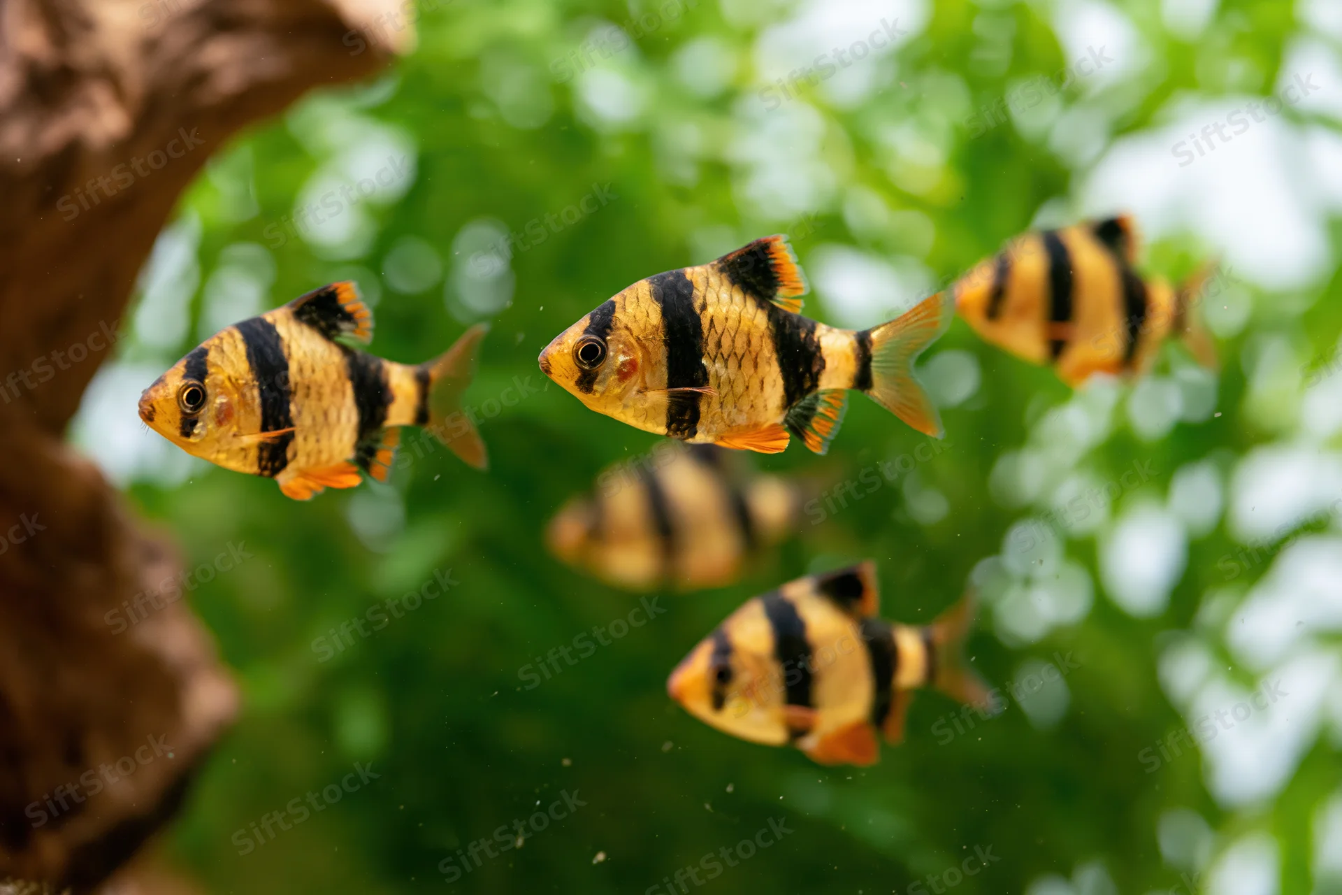 Tiger barb fish swimming mid-water in a planted aquarium
