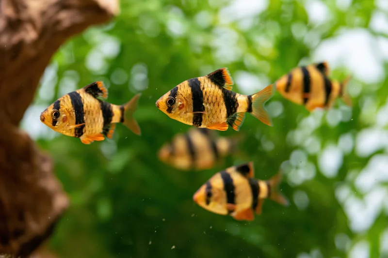 Tiger barb fish swimming mid-water in a planted aquarium