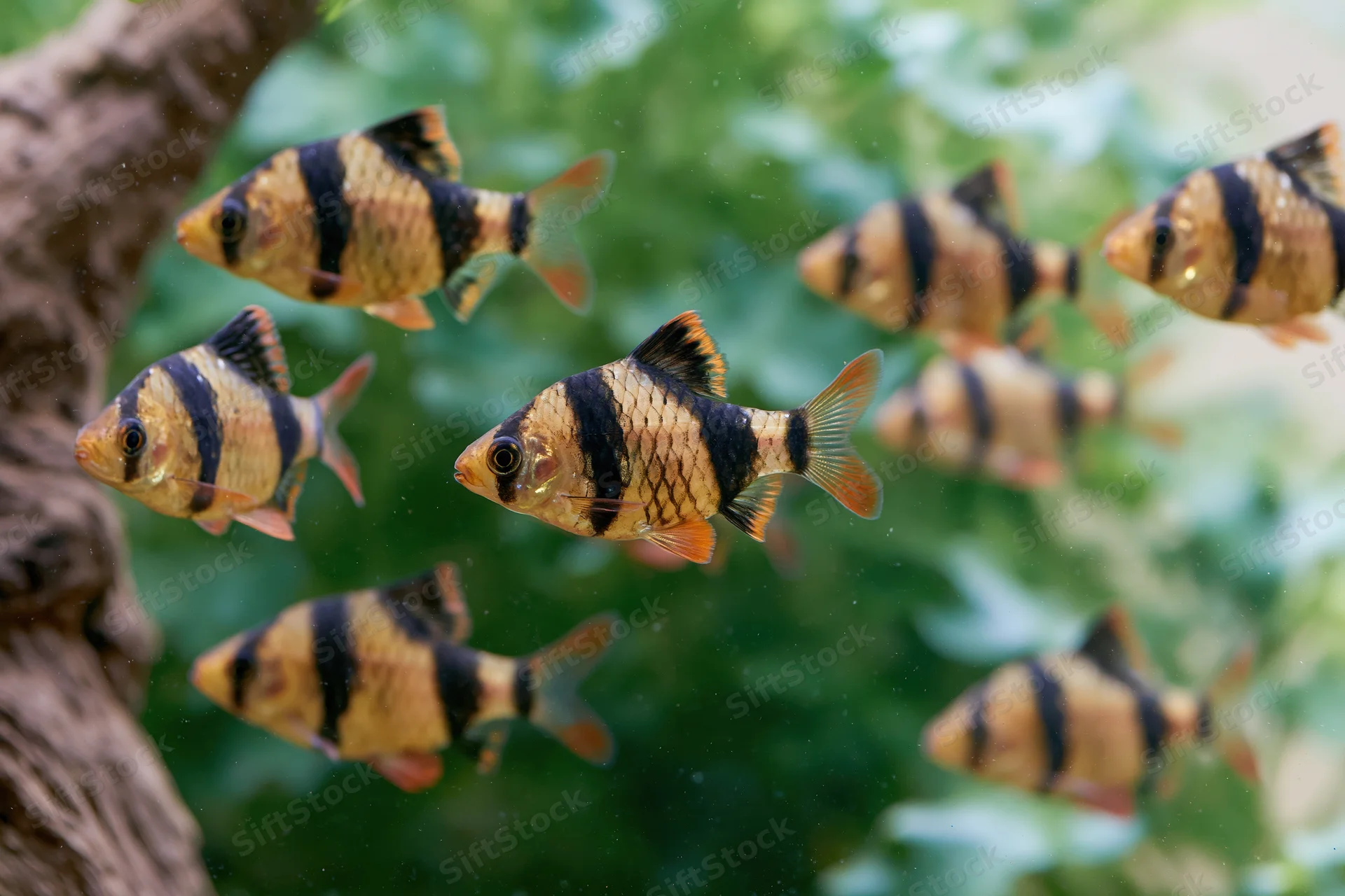 Tiger barb fish swimming mid-water in an aquarium with green plants and driftwood