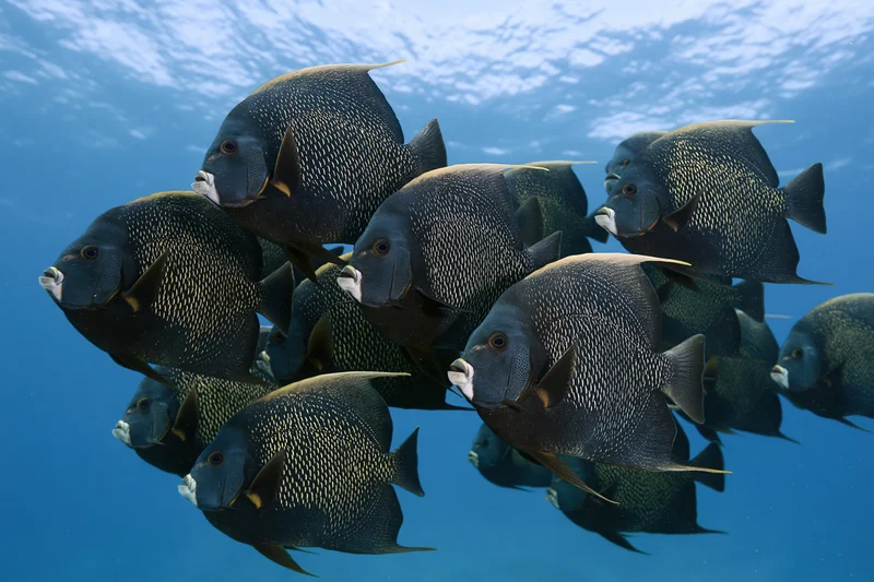 School of frenchangelfish swimming together in open ocean