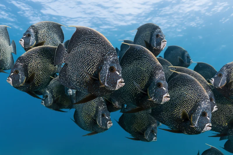 School of frenchangelfish swimming together in open ocean