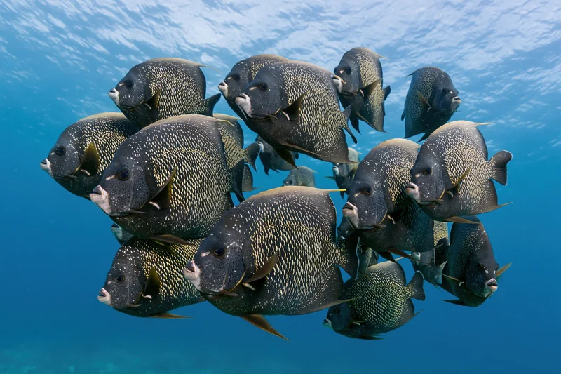 School of frenchangelfish swimming together in open ocean