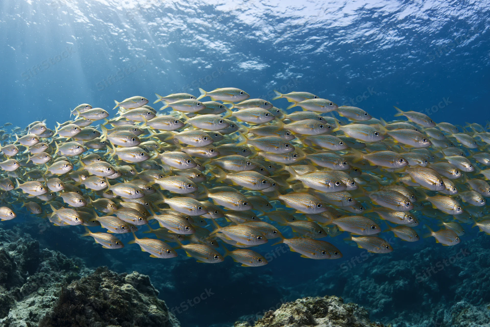 A tight school of small silver fish swimming in synchronized formation underwater near a coral reef