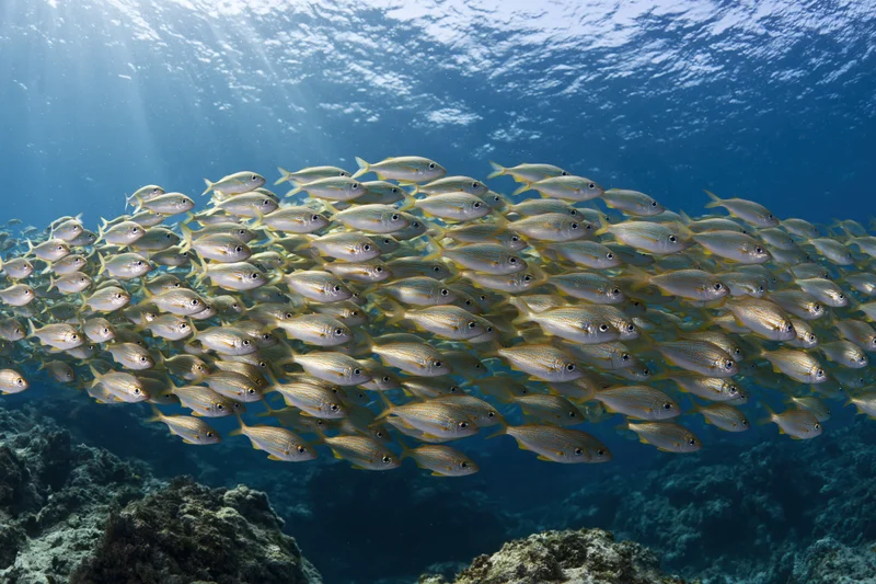 A tight school of small silver fish swimming in synchronized formation underwater near a coral reef