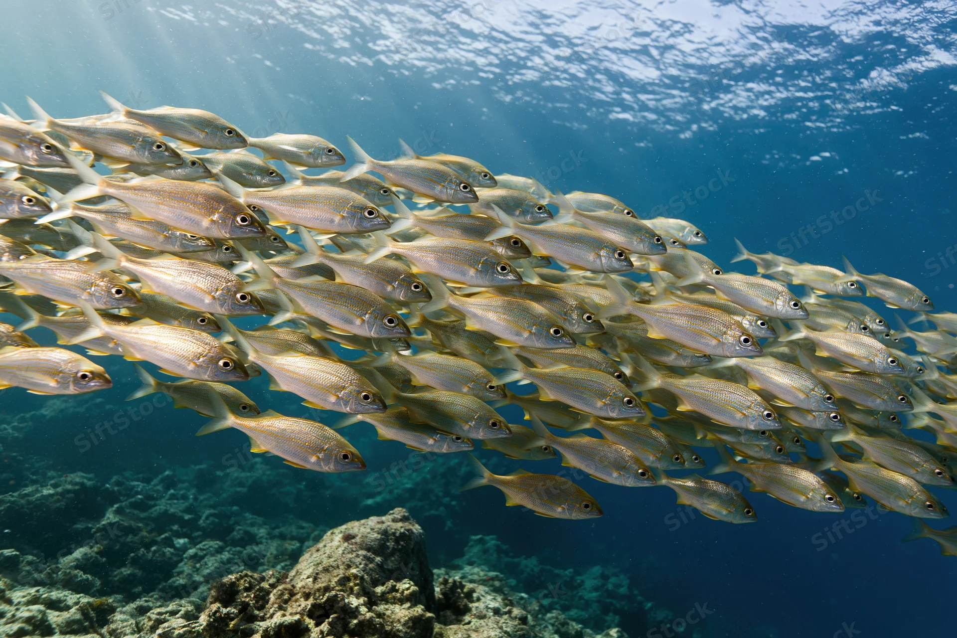 School of small silver fish swimming in tight formation underwater near coral reef