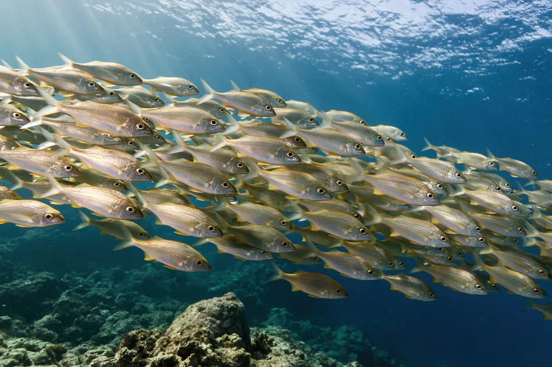 School of small silver fish swimming in tight formation underwater near coral reef