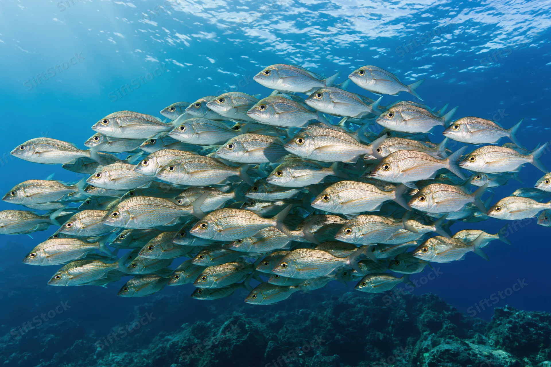 School of silver fish swimming in tight formation underwater near coral reef