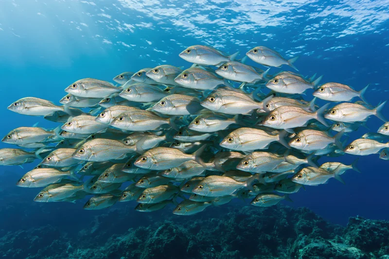School of silver fish swimming in tight formation underwater near coral reef