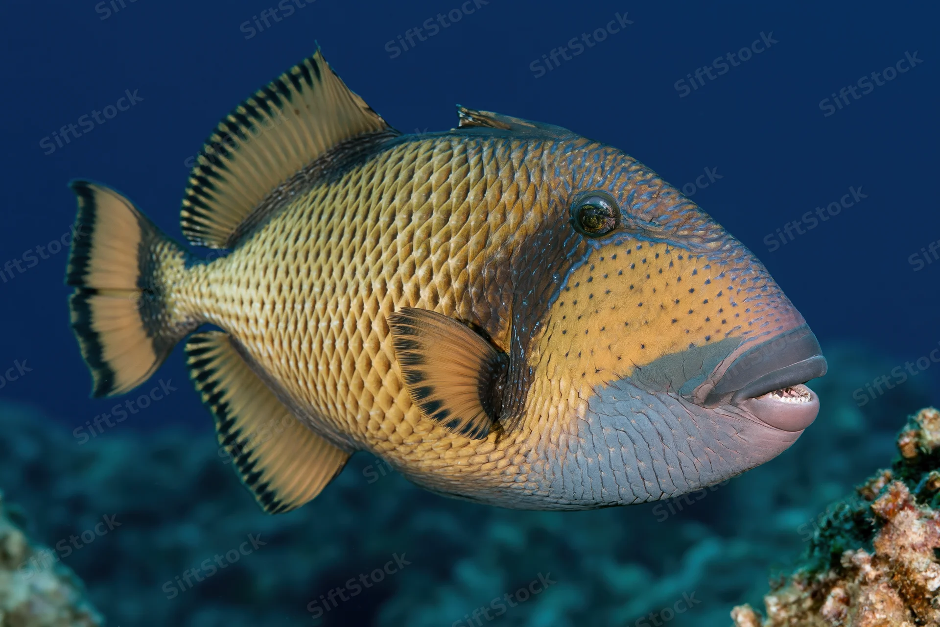 Titan triggerfish hovering near coral head in deep blue ocean water