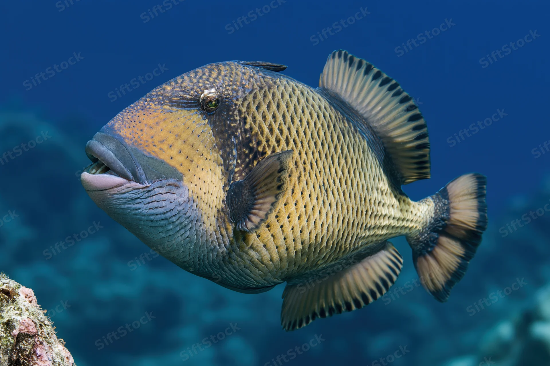 Titan triggerfish swimming near coral reef in deep blue ocean water